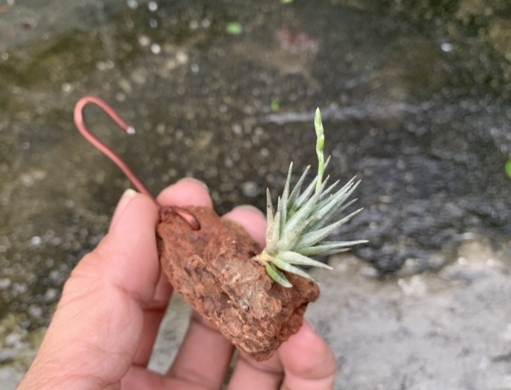 松蘿救活方法 松蘿救活方法