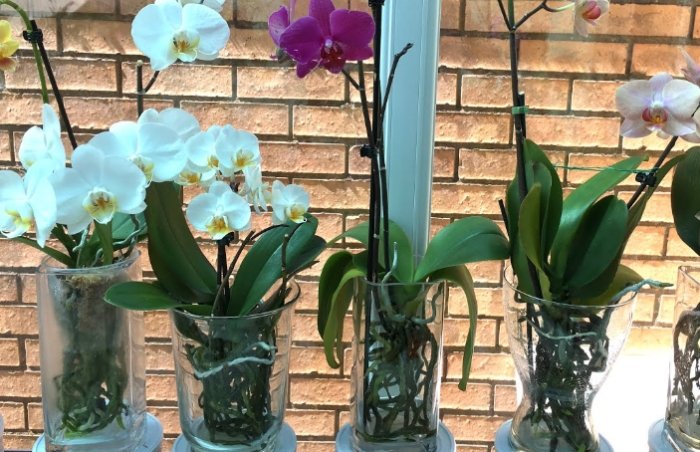 蘭花水培養護 蘭花水培養護