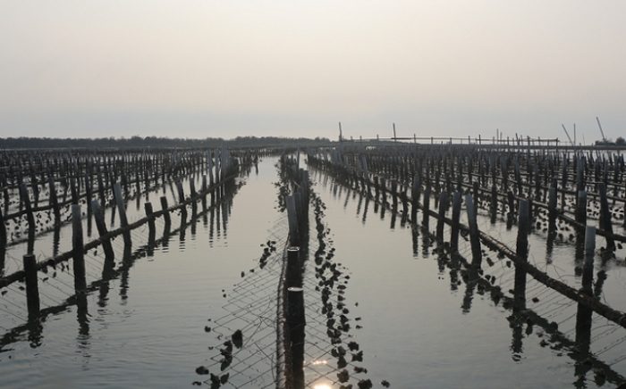 溝蚵養殖體驗