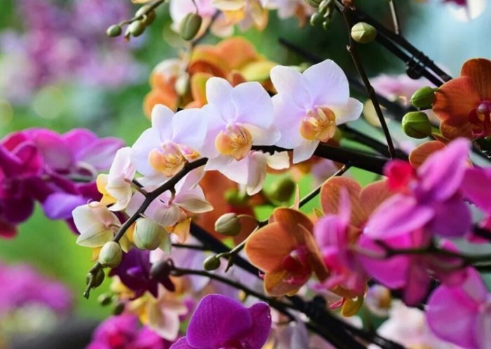 蝴蝶蘭養護方法