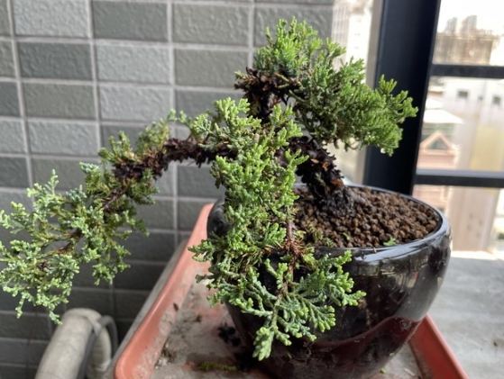 珍珠柏盆栽常見問題