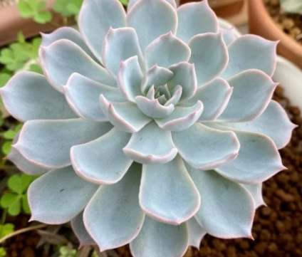 室內種植石蓮花