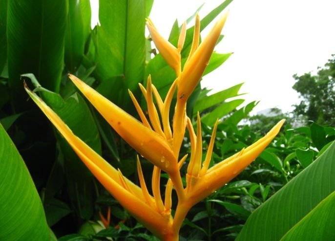 鹤望兰品种 鹤望兰品种