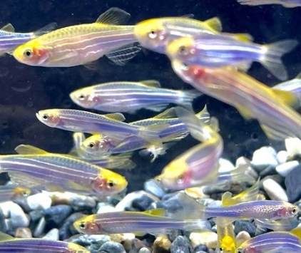 螢光磚魚品種介紹