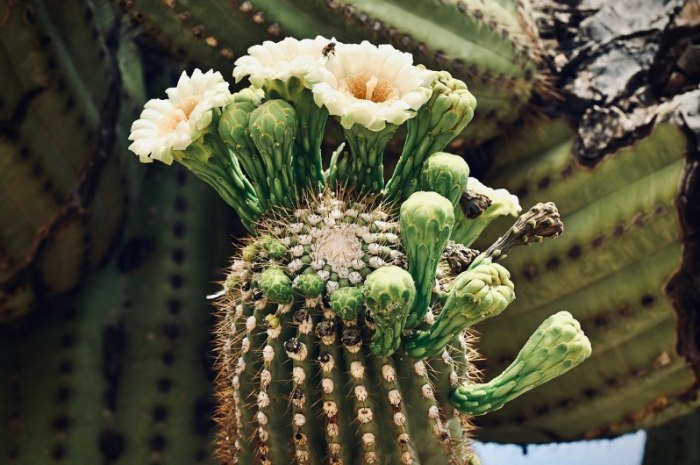 仙人掌好处 仙人掌好处