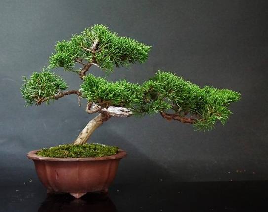 柏樹栽培技巧 柏樹栽培技巧