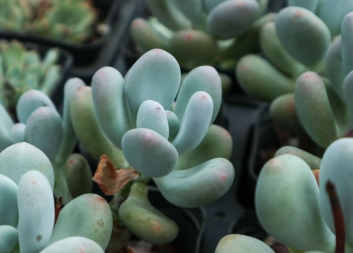 多肉葉子皺皺處理 多肉葉子皺皺處理