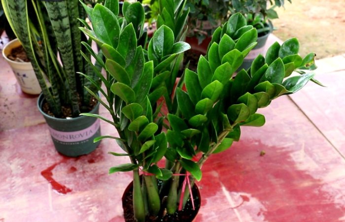 金钱树放室外注意事项 金钱树放室外注意事项