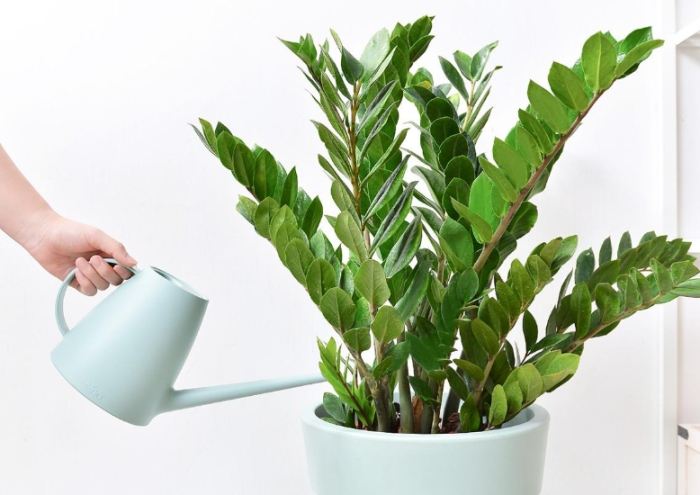 金錢樹土壤選擇 金錢樹土壤選擇