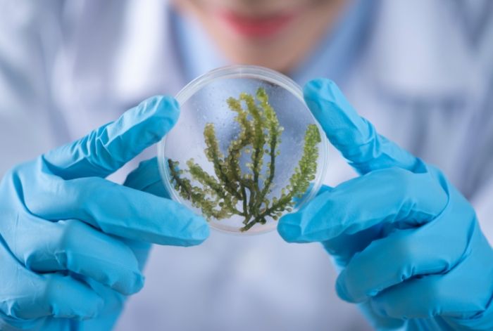 瑪麗安妮姬成分 瑪麗安妮姬成分