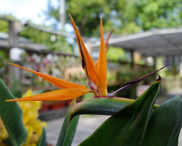 天堂鳥養護方法