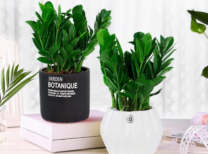 金钱树室外养护 金钱树室外养护