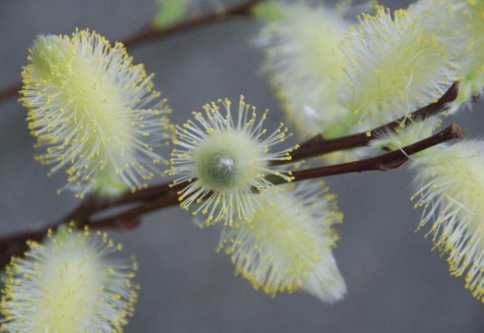 銀柳出葉方法 銀柳出葉方法