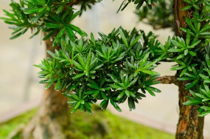 羅漢松寓意 羅漢松寓意