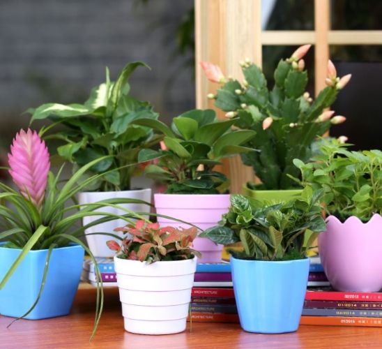 辦公室植物 辦公室植物