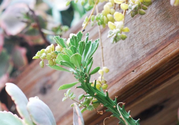 多肉植物軟趴趴原因 多肉植物軟趴趴原因