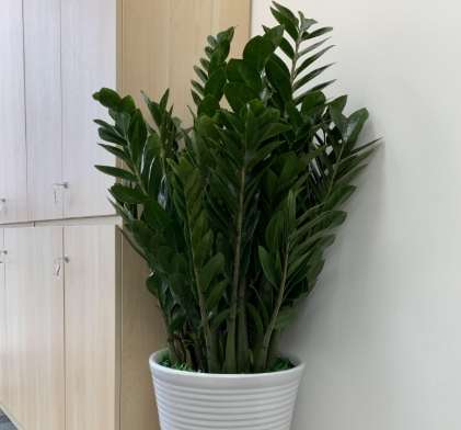 金钱树配土方法 金钱树配土方法