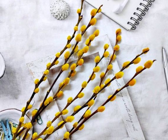 銀柳水培技巧 銀柳水培技巧