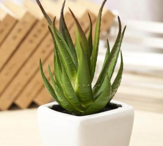 辦公室植物 辦公室植物