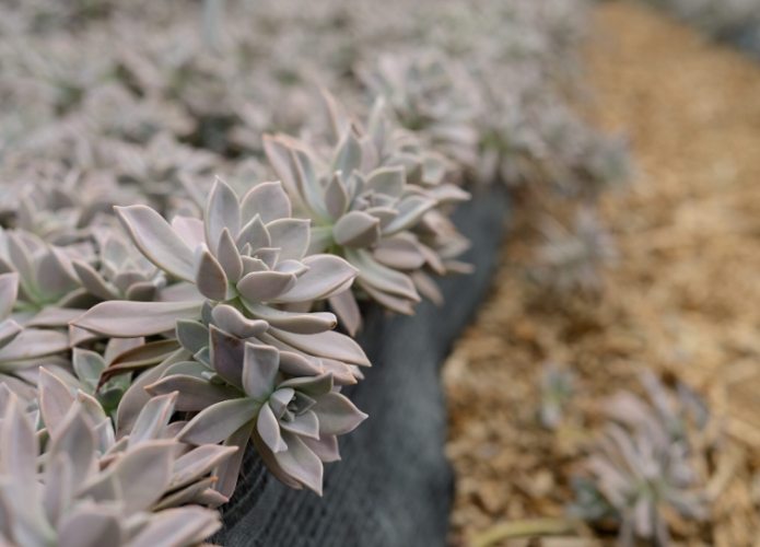 石蓮花分株方法