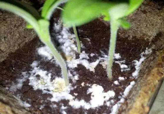 土壤發霉處理 土壤發霉處理