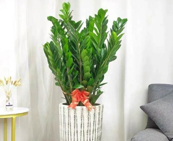 金钱树风水摆放 金钱树风水摆放