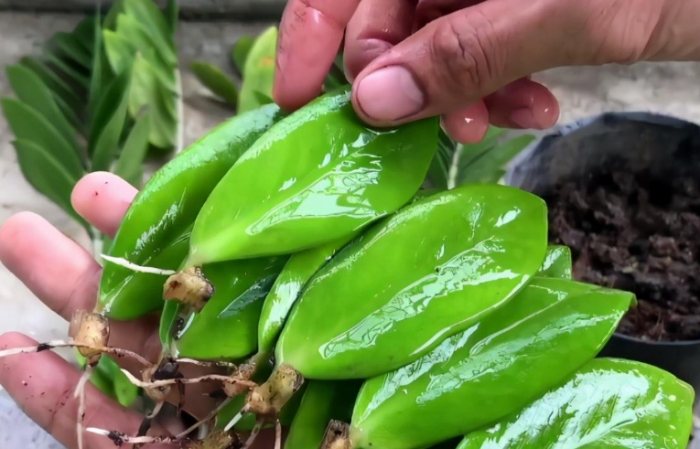 黑色金錢樹風水 黑色金錢樹風水