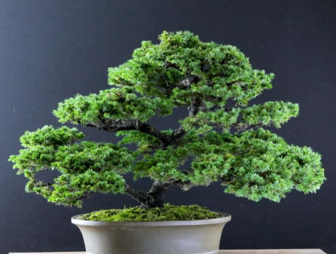 柏樹養護管理 柏樹養護管理