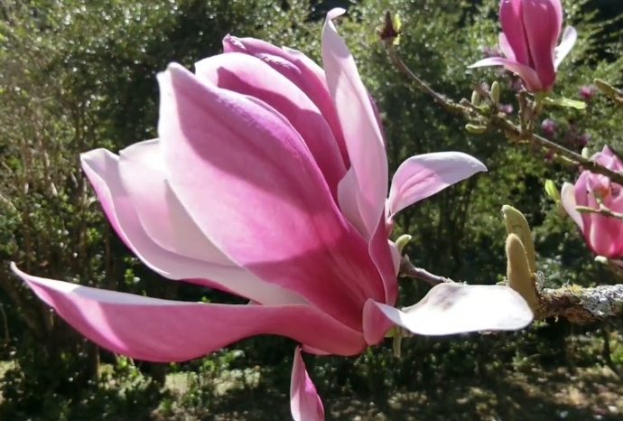 玉蘭花照顧 玉蘭花照顧