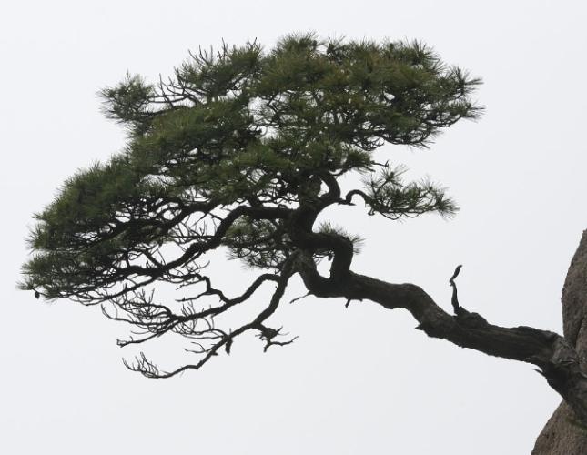 松樹介殼蟲症狀