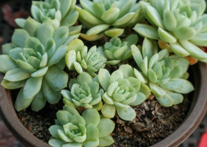 多肉植物光照需求