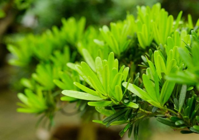 罗汉松种子发芽