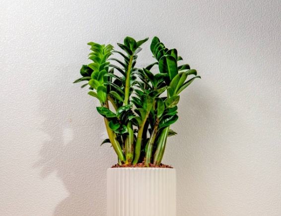 招财植物繁殖 招财植物繁殖