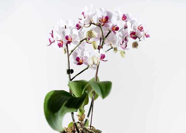 蘭花花苞不開花原因