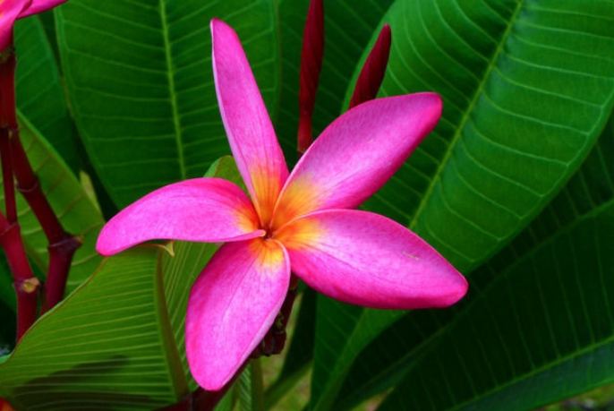 五瓣花種類 五瓣花種類