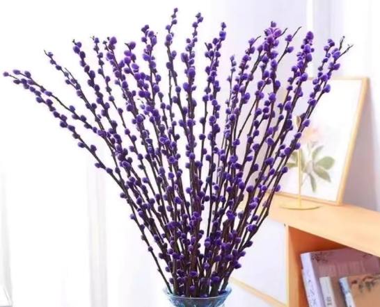 銀柳養護技巧 銀柳養護技巧