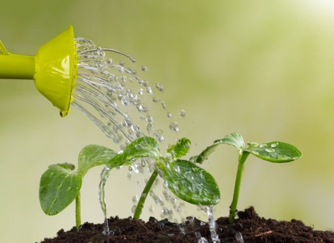 飲用水澆植物 飲用水澆植物
