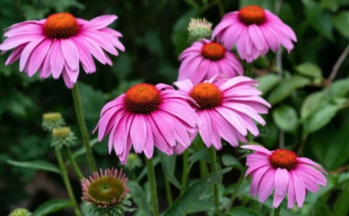 菊科蔬菜種植方法