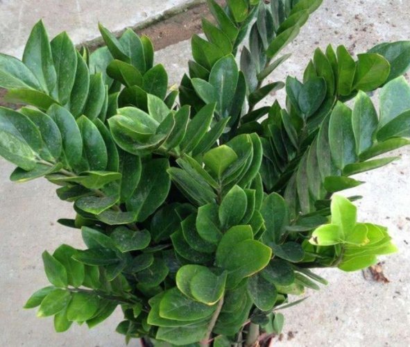 黑色金錢樹養護 黑色金錢樹養護