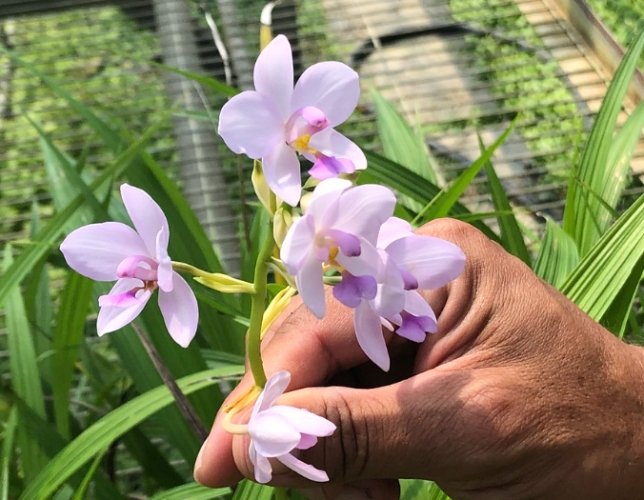 蘭花養護技巧