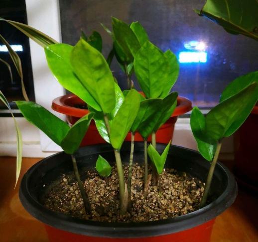 金钱树土质要求 金钱树土质要求