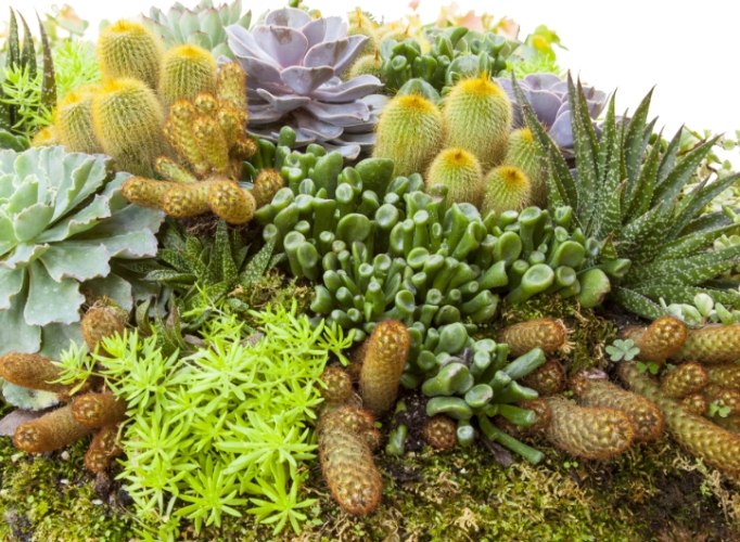 多肉植物葉子變黃處理 多肉植物葉子變黃處理