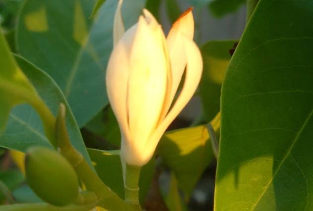 玉蘭花開花時間