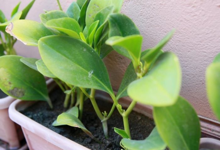 澆花用水 澆花用水