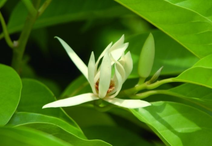 玉蘭花開花時間