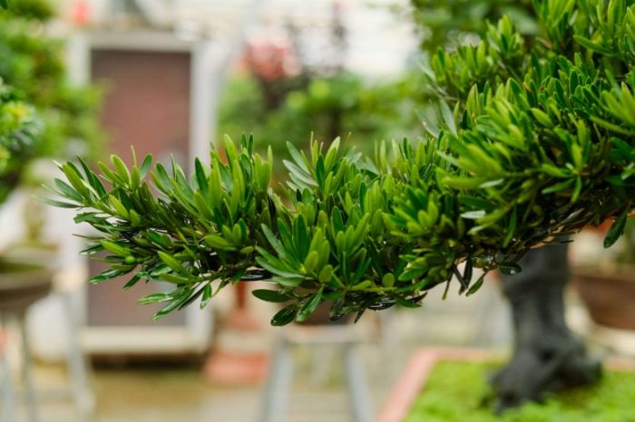 羅漢松種植 羅漢松種植