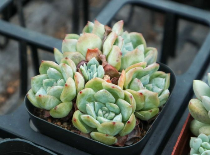 多肉植物軟趴趴原因 多肉植物軟趴趴原因