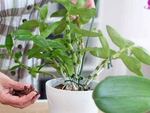 椰塊養蘭花方法 椰塊養蘭花方法