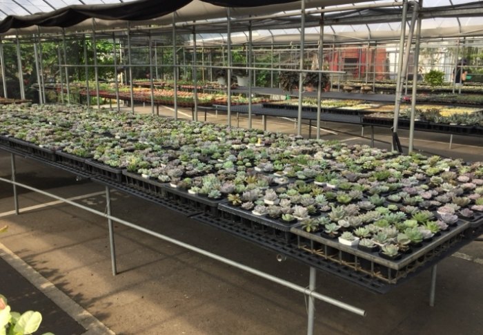 多肉植物黃葉原因 多肉植物黃葉原因