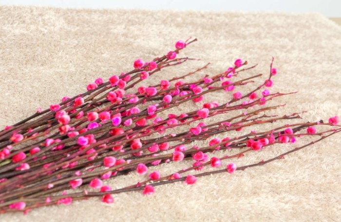 銀柳養護方法 銀柳養護方法